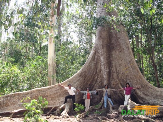 Thuê Xe Du Lịch 4 chỗ, 7 chỗ, 16 chỗ đi Đà Lạt Từ Tuy Hòa, Phú Yên 2 Ngày 1 Đêm